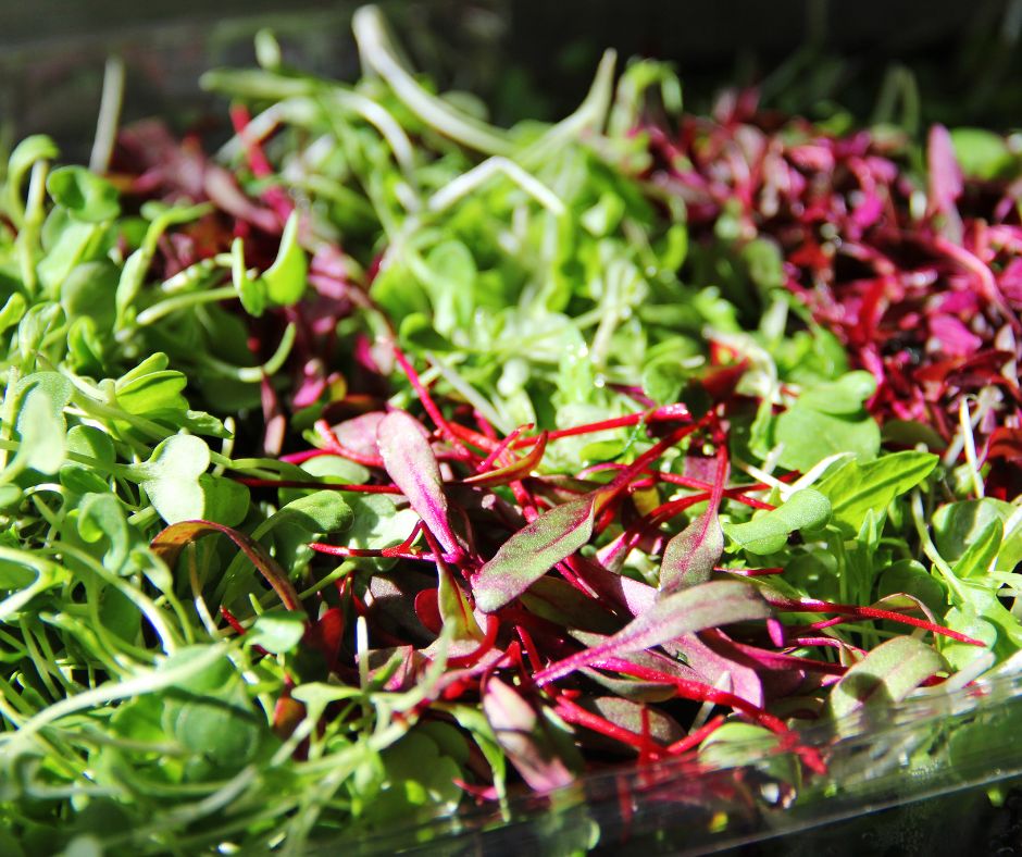 A mix of harvested chard, radish and broccoli microgreens.