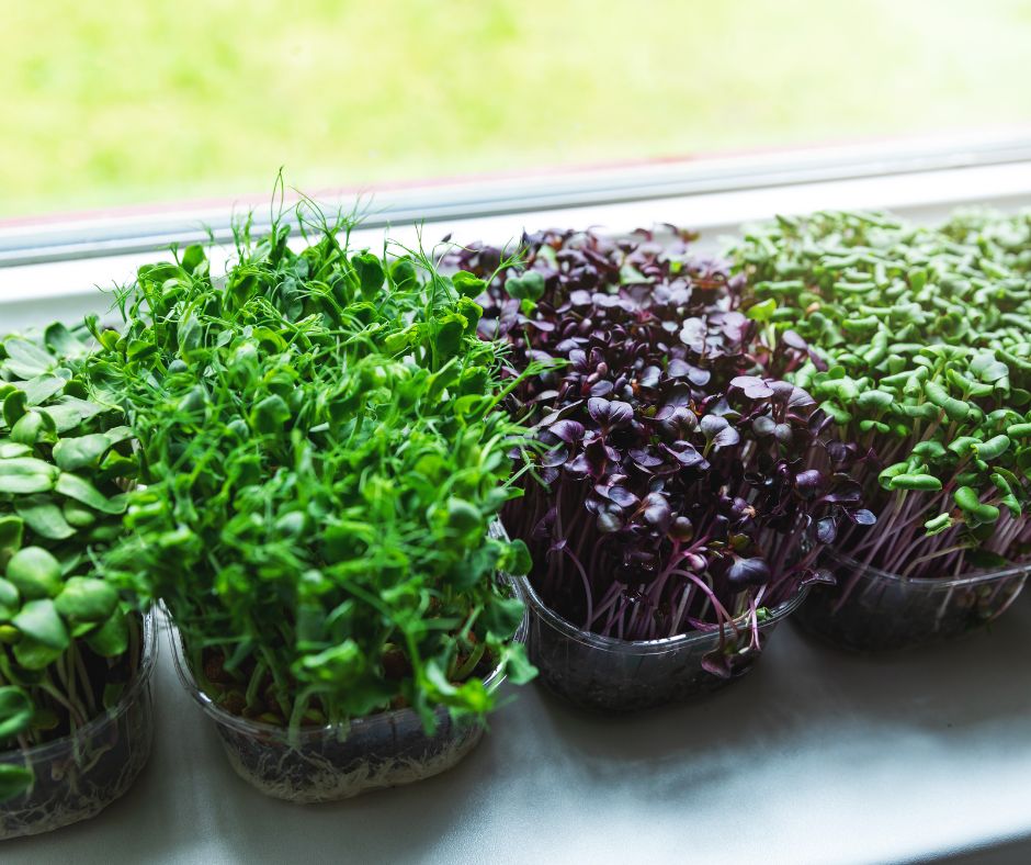 Small trays of sunflower, peas, and radish microgreens.
