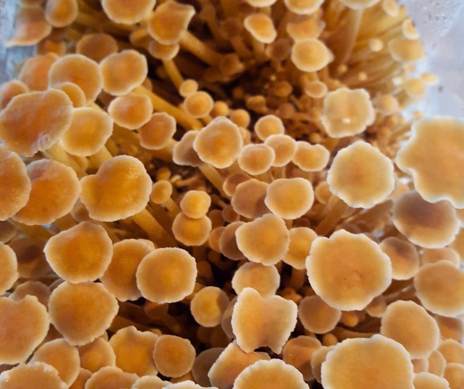 Enoki mushrooms flourishing in a mushroom grow bag.