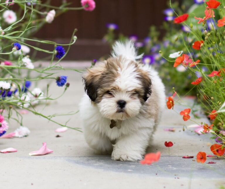 A brown and white puppy walking down a garden path edged with red, purple, white, and blue flowers.