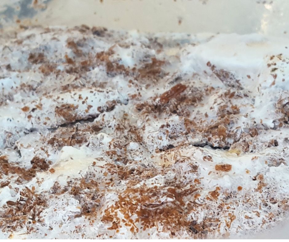 White mycelium covering the grow media of a mushroom grow bag.