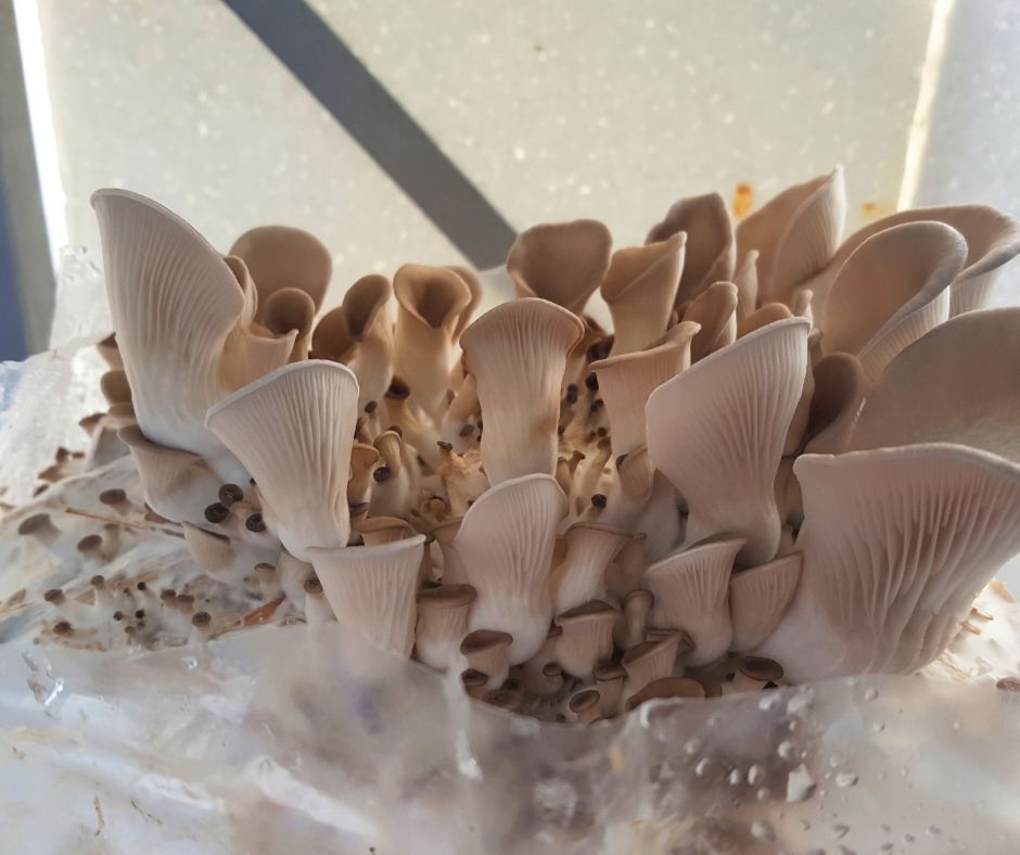 A flush of tan oyster mushrooms emerging form mushroom grow bags in a humid hoop house.