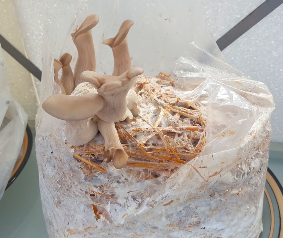 A mushroom grow bag with a flush of mushrooms emerging.