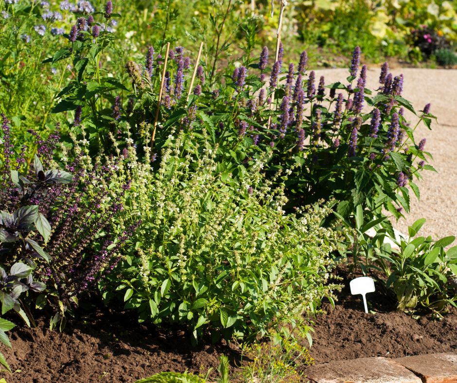A lush and fragrant bed of culinary herb plants including an assortment of different types of basil and sage.