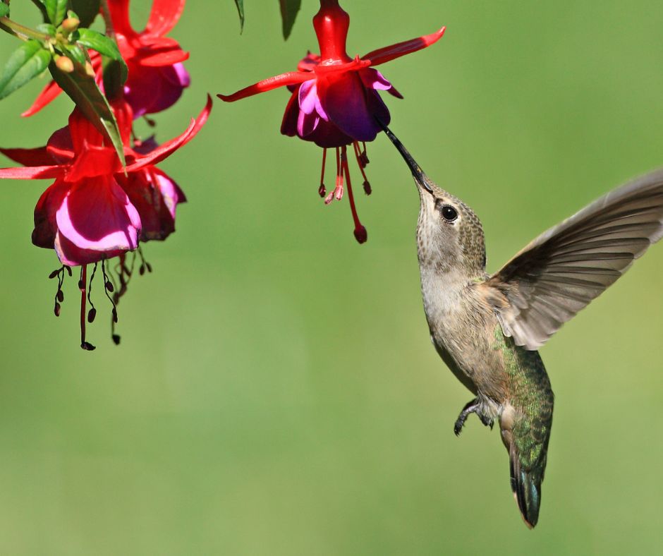 A humming bird feeding on a fuchsia flower.