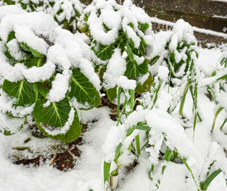 Snow covered garlic and collards in a winter garden.