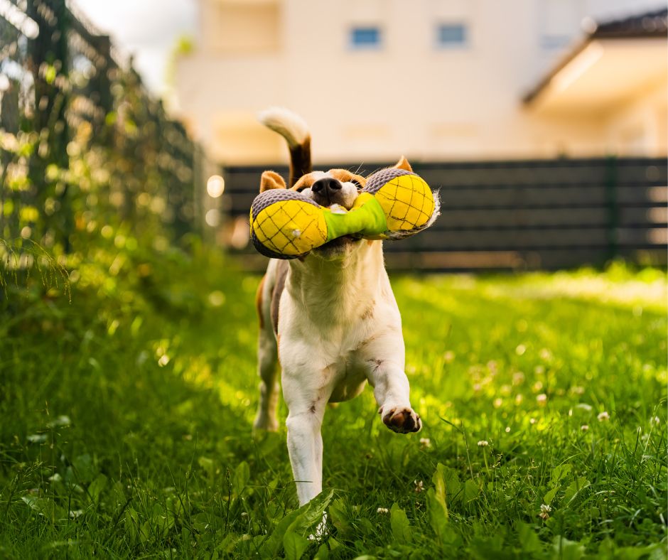 A small dog trotting with a toy in its mouth on green grass.