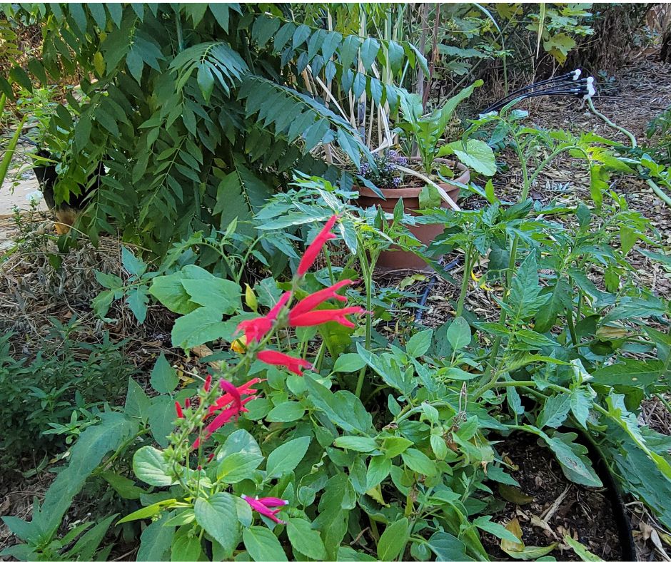 A large grow bag with tomatoes and sage growing in it.