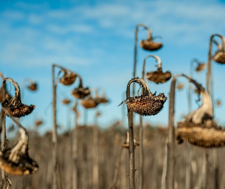 A patch of spent sunflowers.