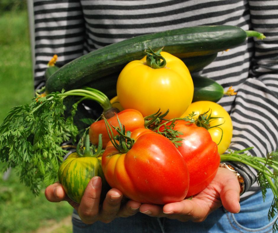 A gardener hold a harvest of tomatoes, zucchini and carrots from a summer garden.