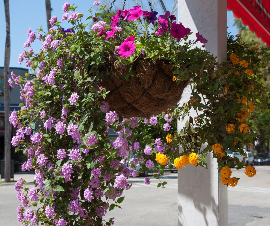 Hanging baskets of with prink and orange lantana and petunias growing in them.
