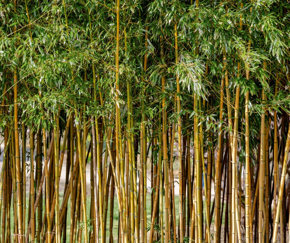 A privacy hedge of golden bamboo.