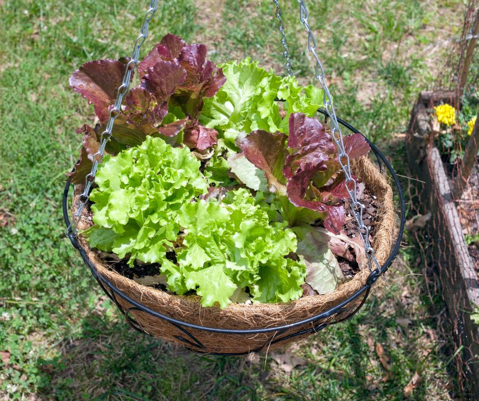 A hanging basket full of red and green leaf lettuce.