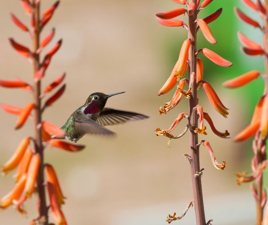A hummingbird approaching orange tubular flowers.
