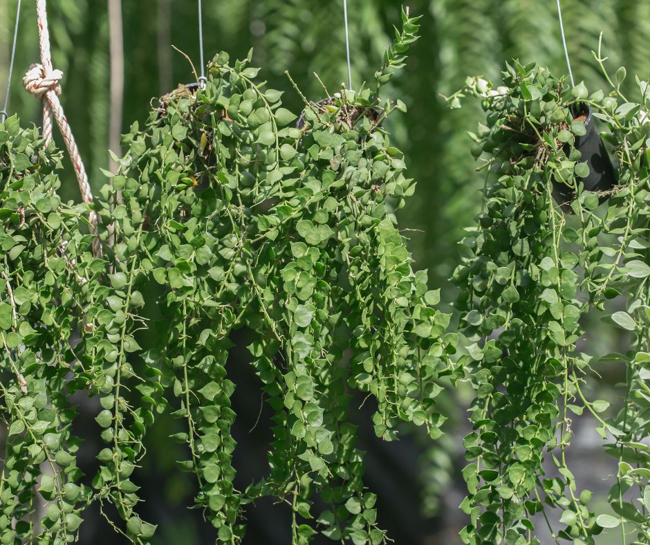 A collection of trailing plant starts ready to be included in a hanging basket.