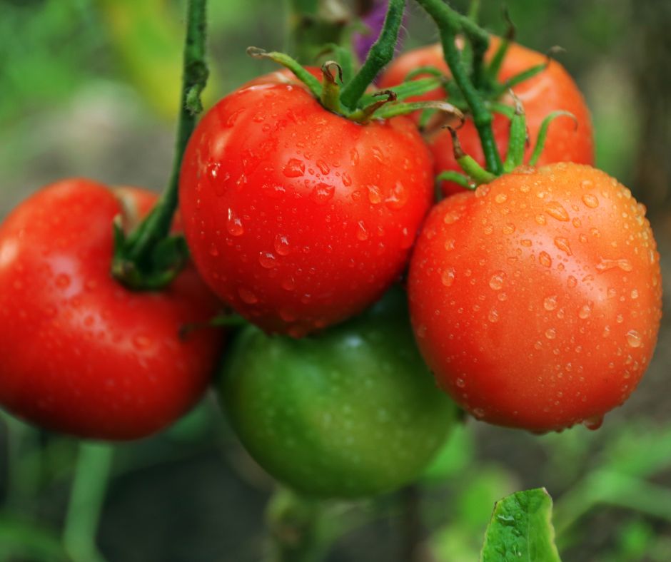 Red and green tomatoes with water droplets on them.