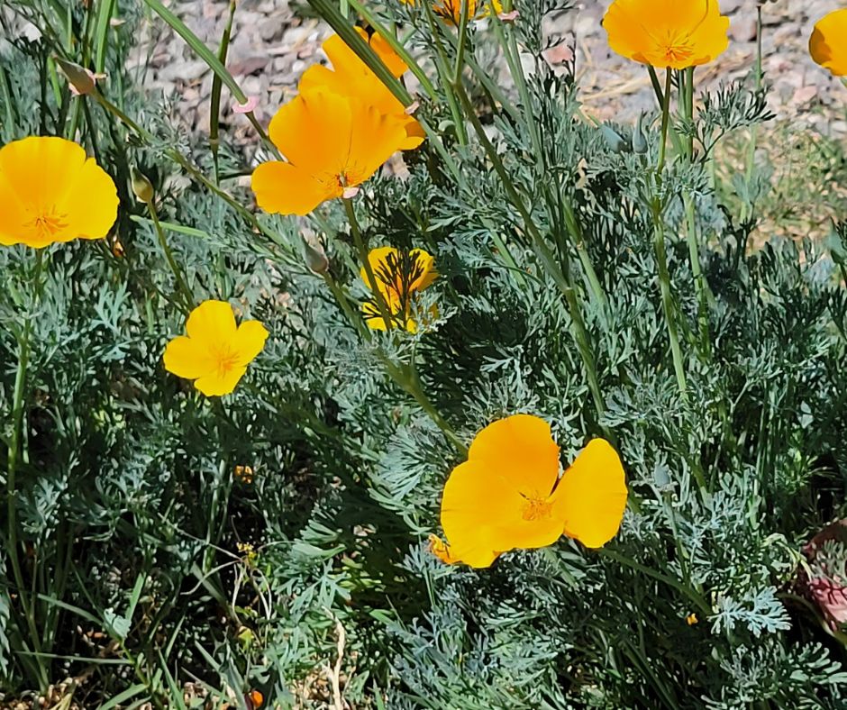 Orange California poppies growing in gravel.