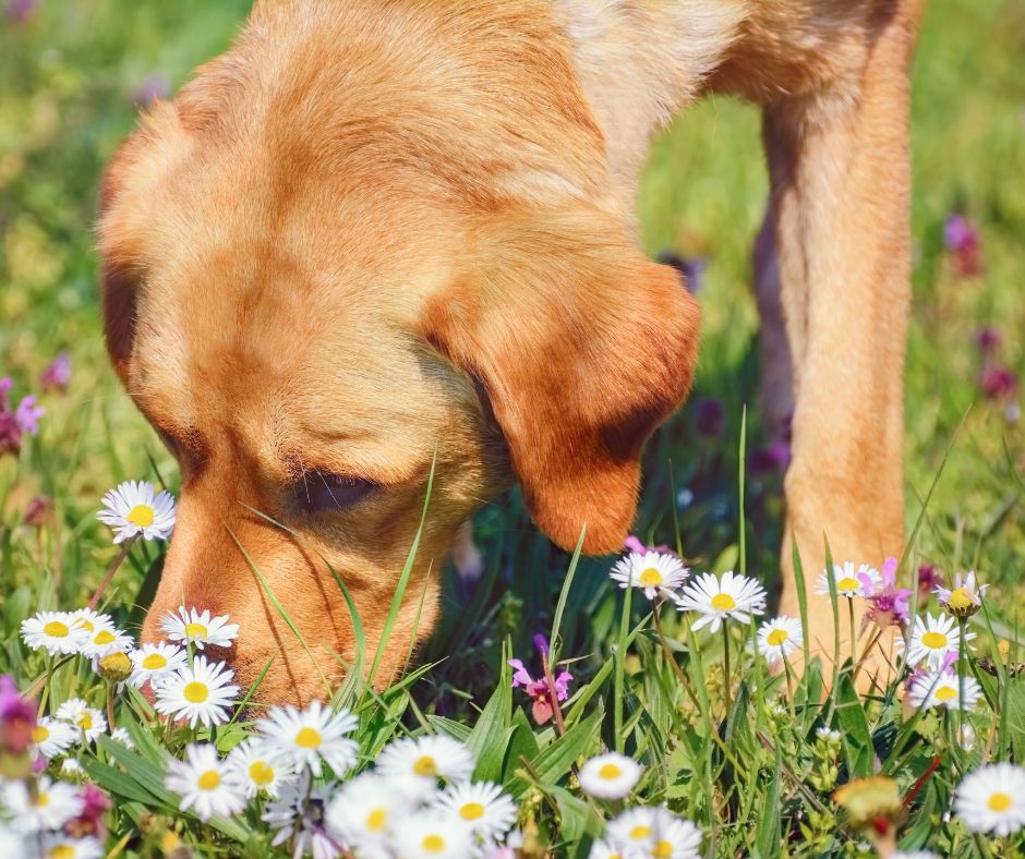 A tan dog sniffing white and purple flowers.
