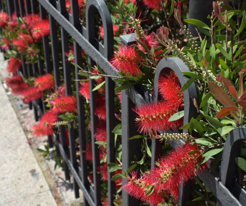 red bottle bush flowers through an iron fence.