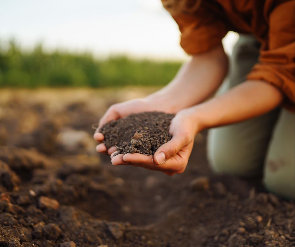 A gardener with a handful of soil.
