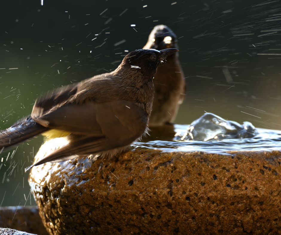 Two brown and yellow birds frolicking in a bird bath.