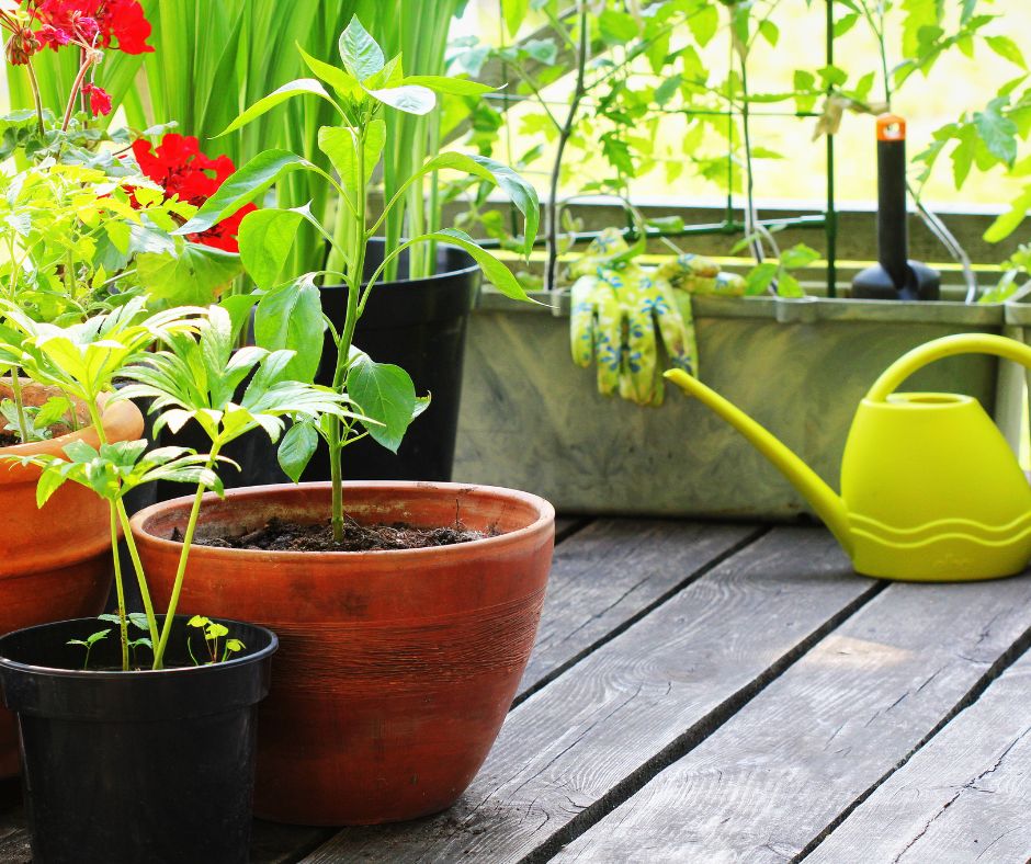 Young vegetable plants in pots being protected from summer heat and sun on a patio.