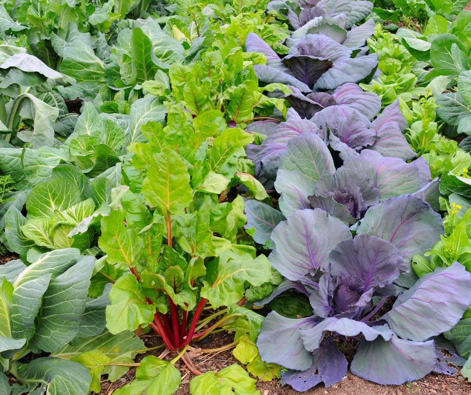 Lush garden rows of cabbage, chard, bock choi, and collards ready for winter.