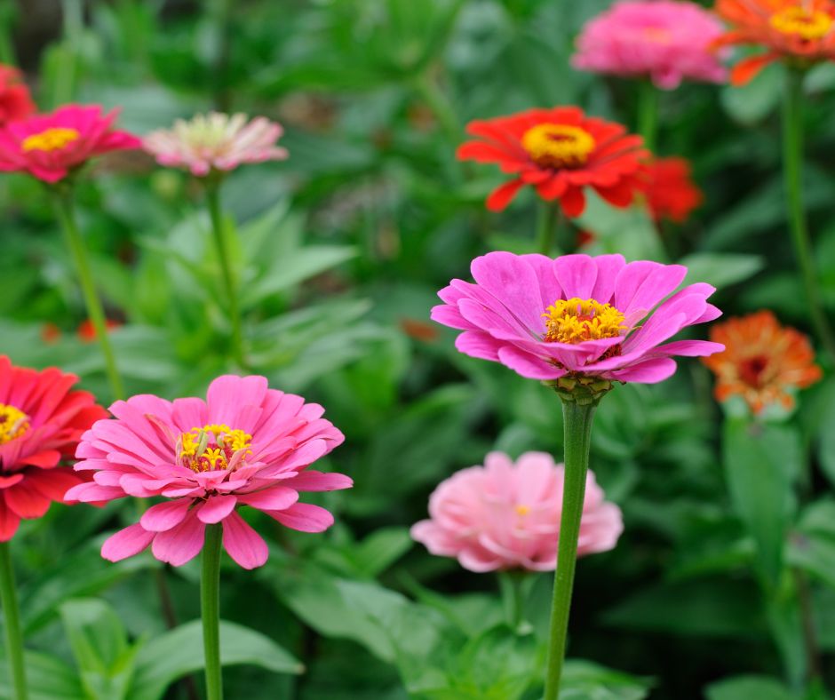 Heat loving zinnia flowers in pink, red and orange.