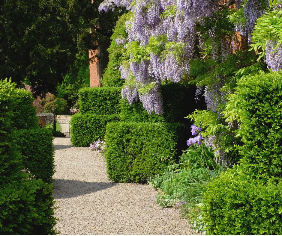 A large garden with a gravel path bordered by low evergreen hedges and purple wisteria vines.