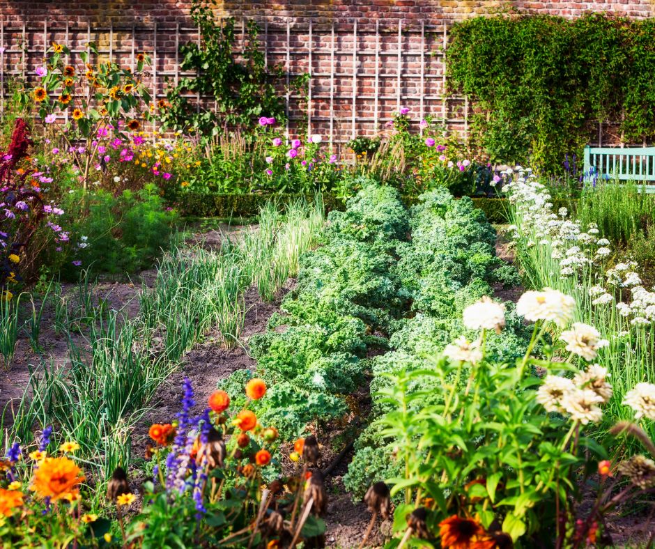 A vegetable garden with rows of kale, onions and flowers boarded by trellised climbing plants and rose plants.