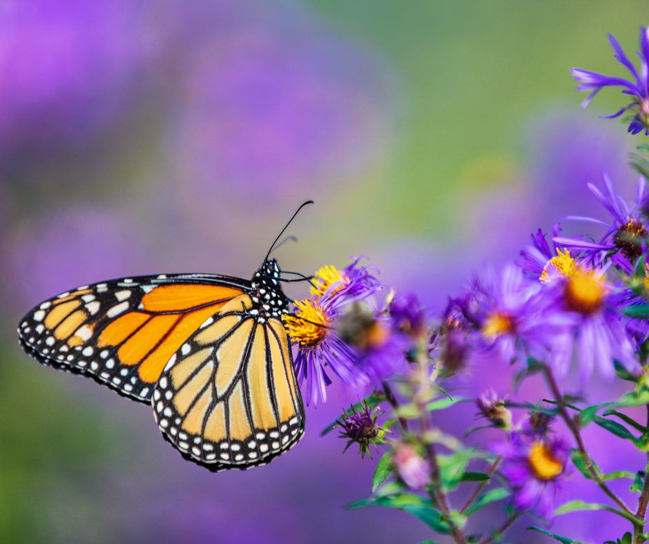 A monarch butterfly visiting purple aster flowers blooming in a fall garden.