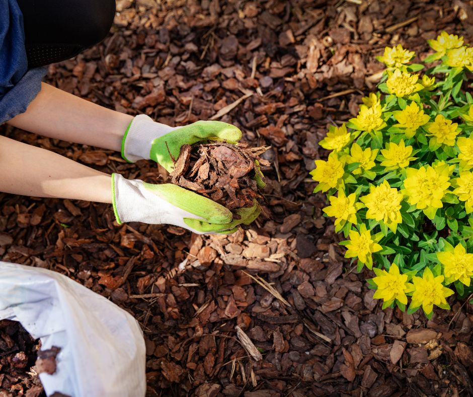 A gardener wearing gloves while mulching a plant with yellow flowers.
