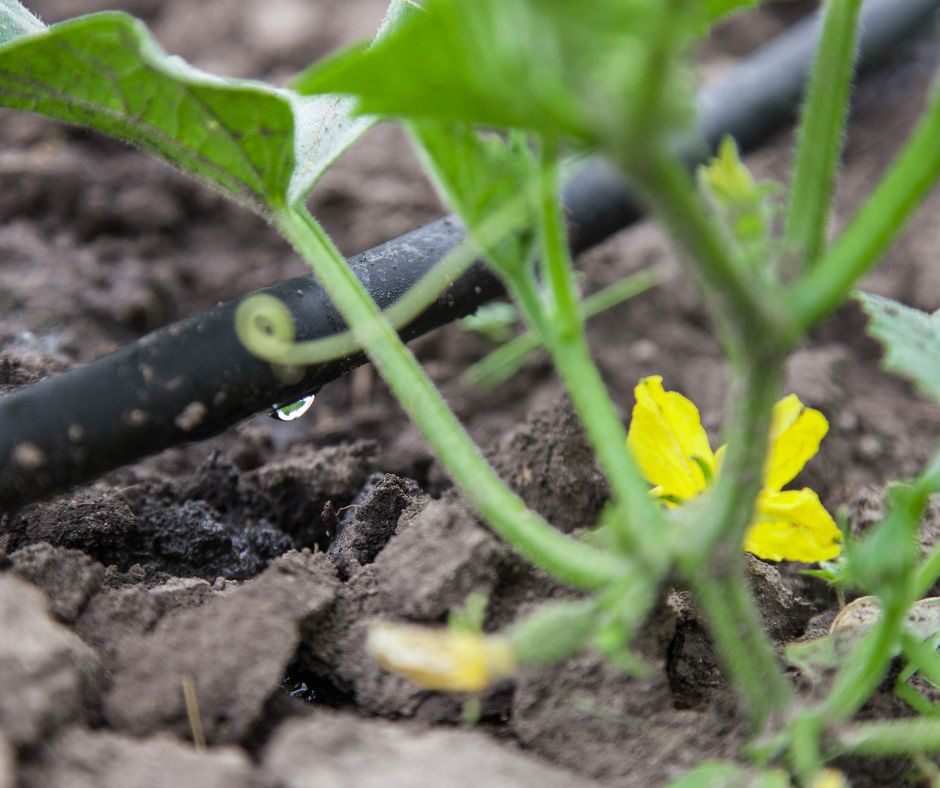 Drip irrigation system near a cucumber plant in a summer garden.