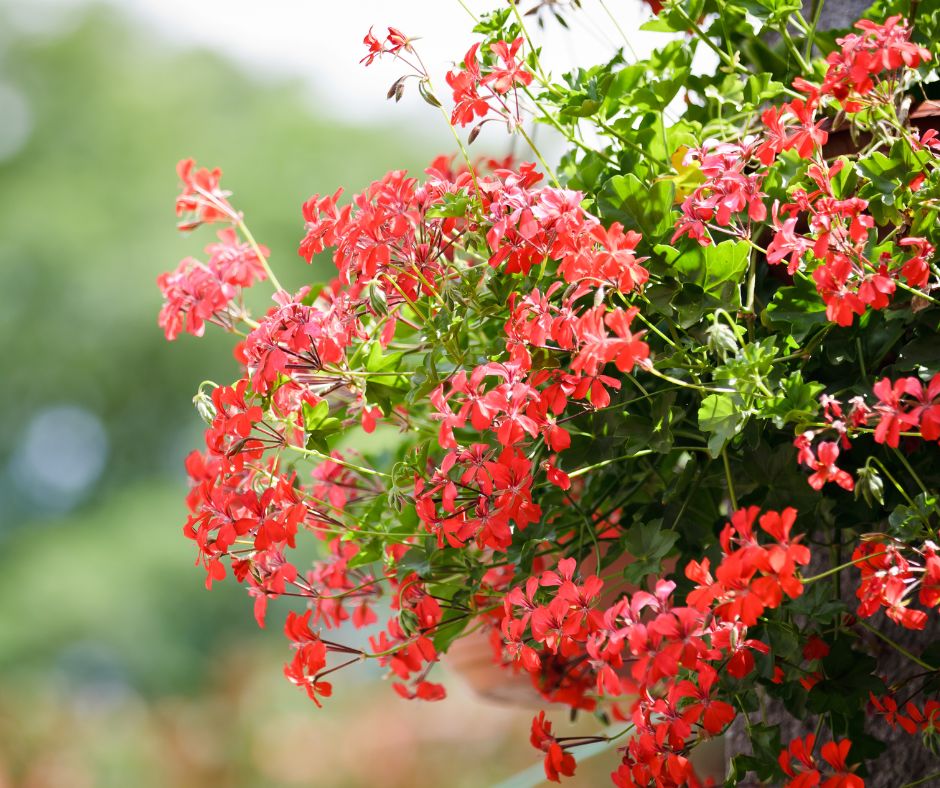 Orange geranium flowers.