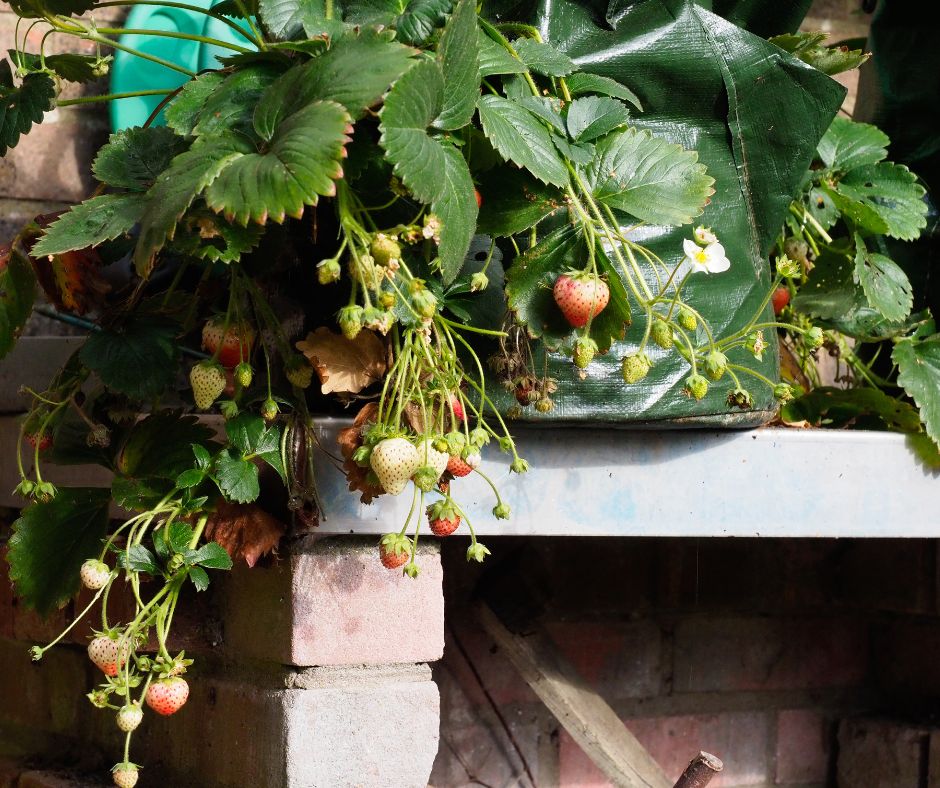 Strawberry plants thriving in a green grow bag on a patio table.