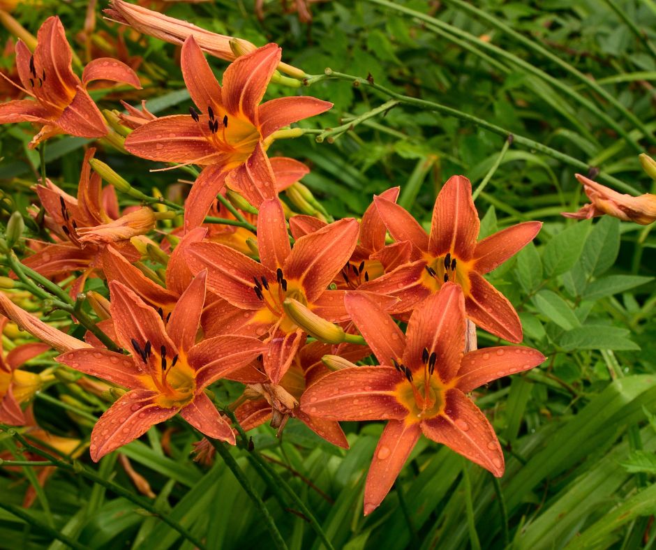 A group of orange daylilies flowering.