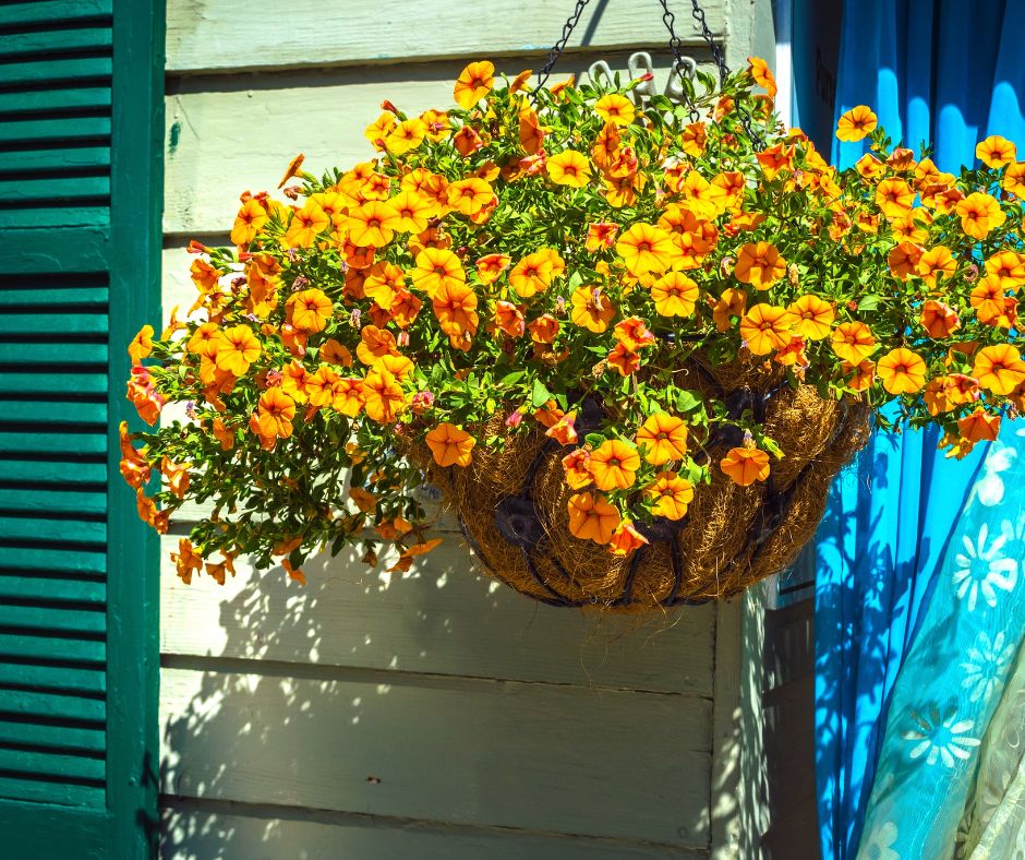 A hanging planter of orange flowers partially screening an open window.