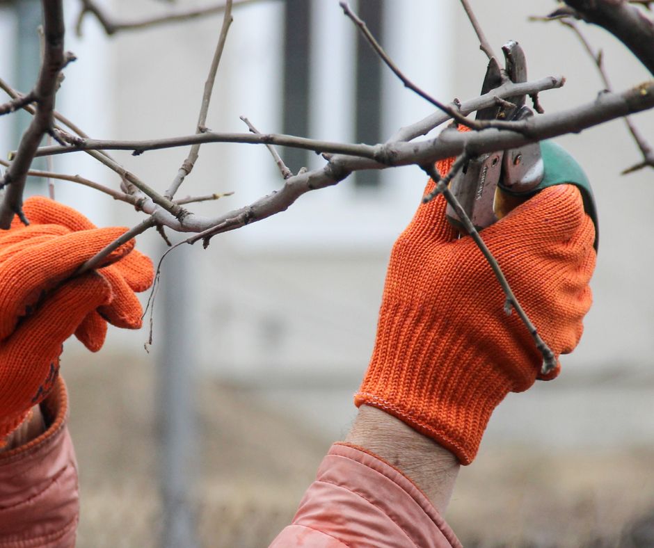 Orange gloved hands pruning branches in a winter garden.