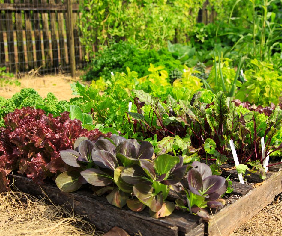 A raised bed garden with a variety of brightly colored vegetables surround by a fence,