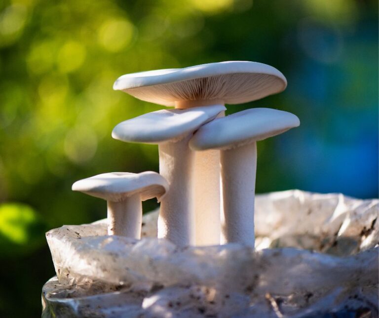 White mushrooms growing out of a bag.