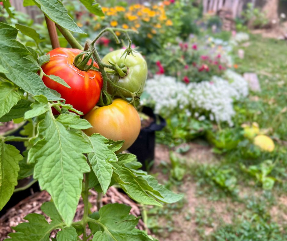Tomato plant with ripening fruit and other plants growing in grow bags.