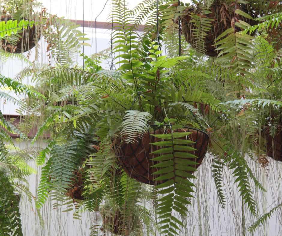 Hanging planters with green ferns growing in them.