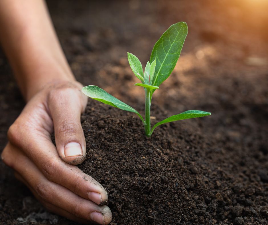 A hand adding soil to a seedling.