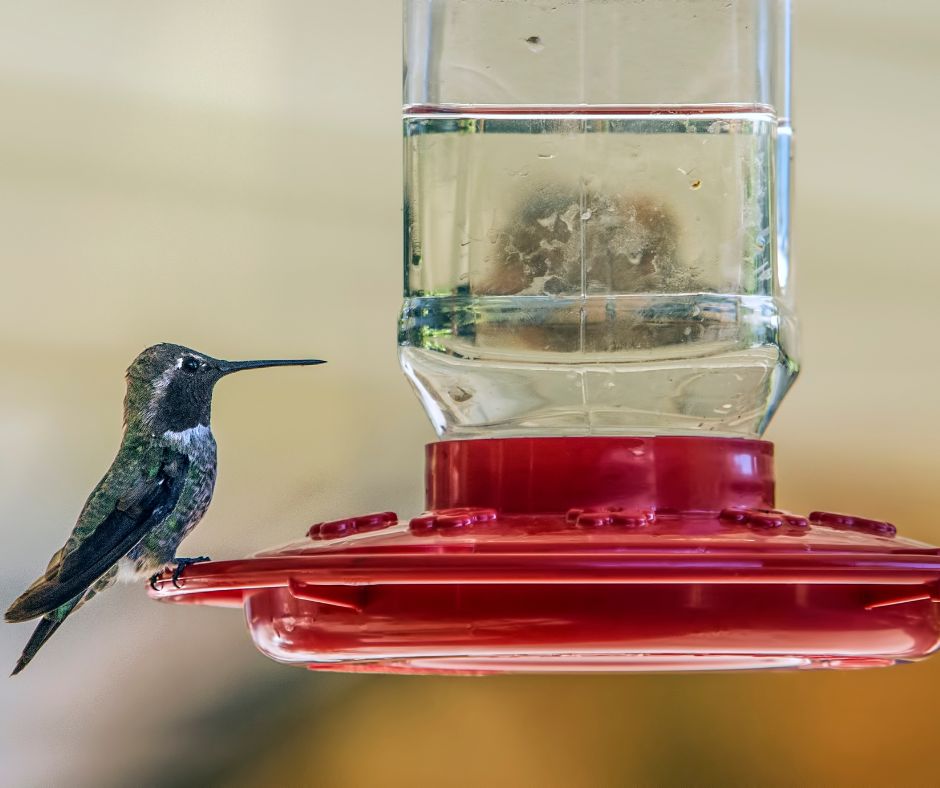 Attract hummingbirds with red feeders. A hummingbird sitting at a hummingbird feeder.