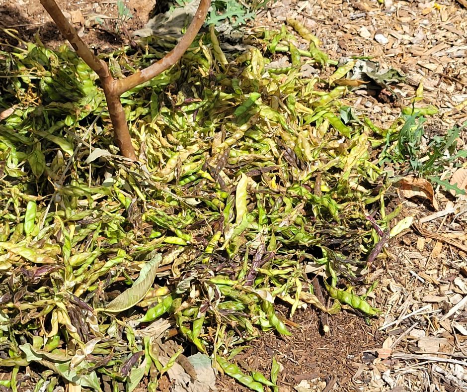 A mix of pigeon pea shells and wood chip mulch surrounds a young tree.