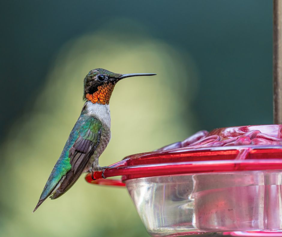 A green hummingbird with an orange bib at a saucer hummingbird feeder.