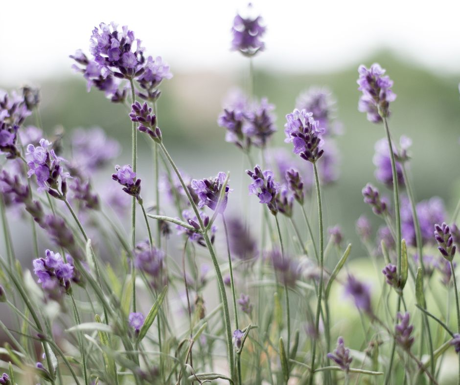 Purple lavender flowers blooming in a garden. A common edible flower.