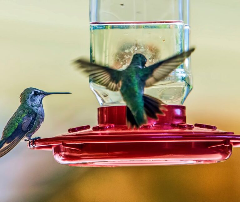 Two hummingbirds at a feeder.