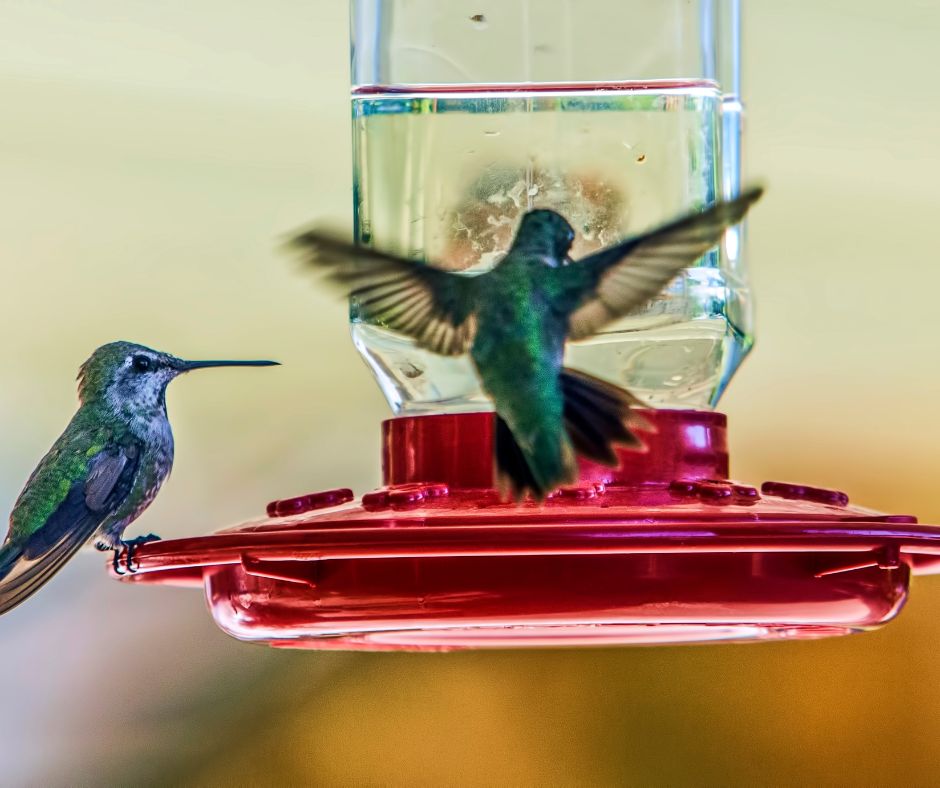 Two hummingbirds at a feeder.