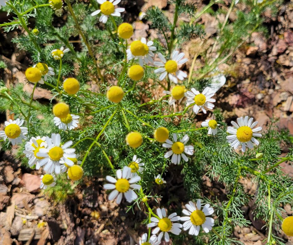 Tiny white and yellow chamomile growing in a private garden.